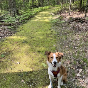 Team Page: Tillie’s Trotters